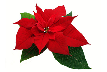 poinsettia