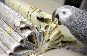 parrot-phone book